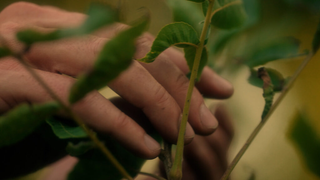 Close-up cinematic shot of a hand touching plant leaves in a natural outdoor environment, filmed by Hiatt Films