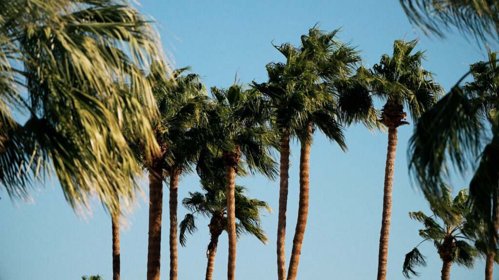 Palm trees swaying against blue sky in sunny outdoor setting